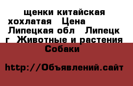 щенки китайская хохлатая › Цена ­ 3 000 - Липецкая обл., Липецк г. Животные и растения » Собаки   